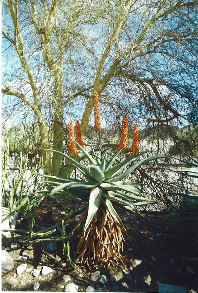 OddPlant1